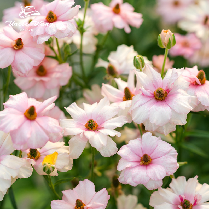 种花王大爷 蝴蝶花毛茛种球组合阳台花园庭院多年生图片