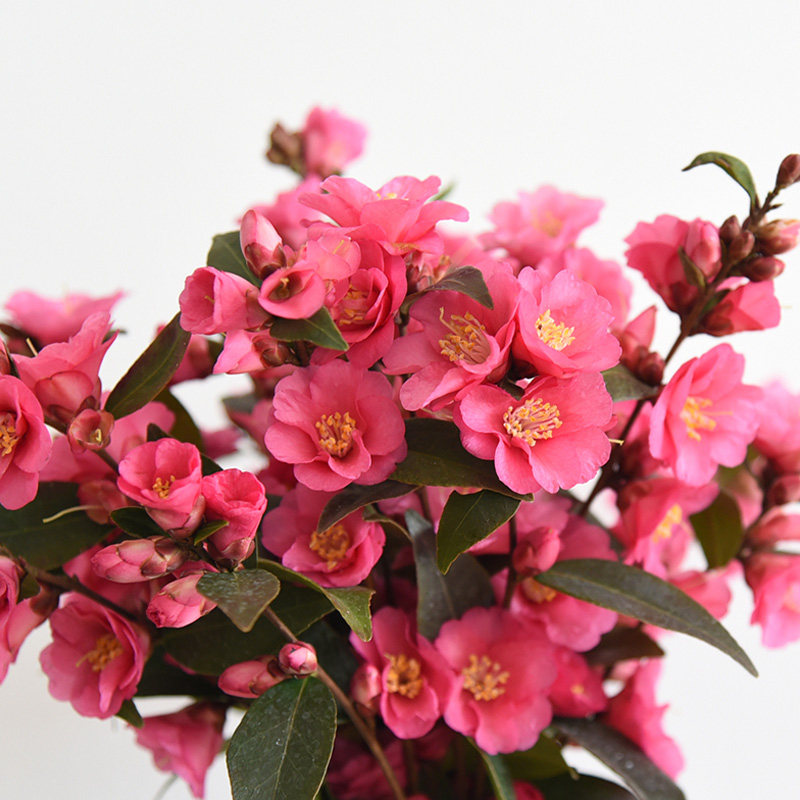 束花山茶,花山,花山节(第10页)_大山谷图库