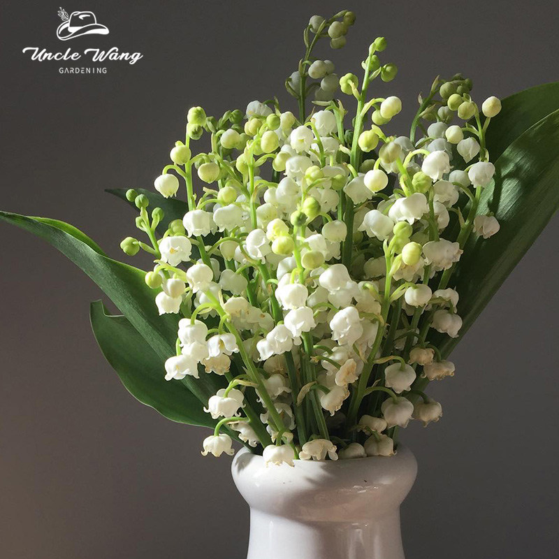 种花王大爷 裸根铃兰花多年生浓香花卉裸根耐寒开花室内办公室