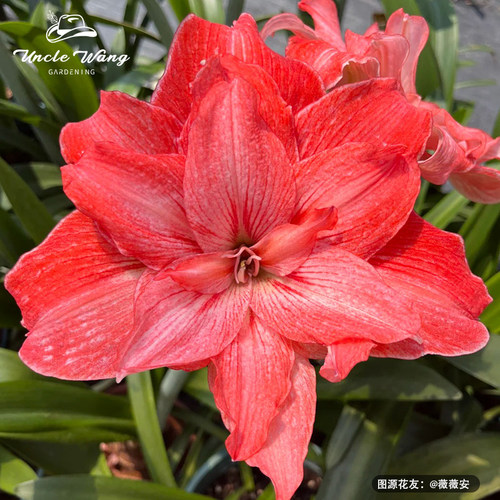 种花王大爷 朱顶红组合盆栽多年生球根花卉植物庭院阳台易养好活