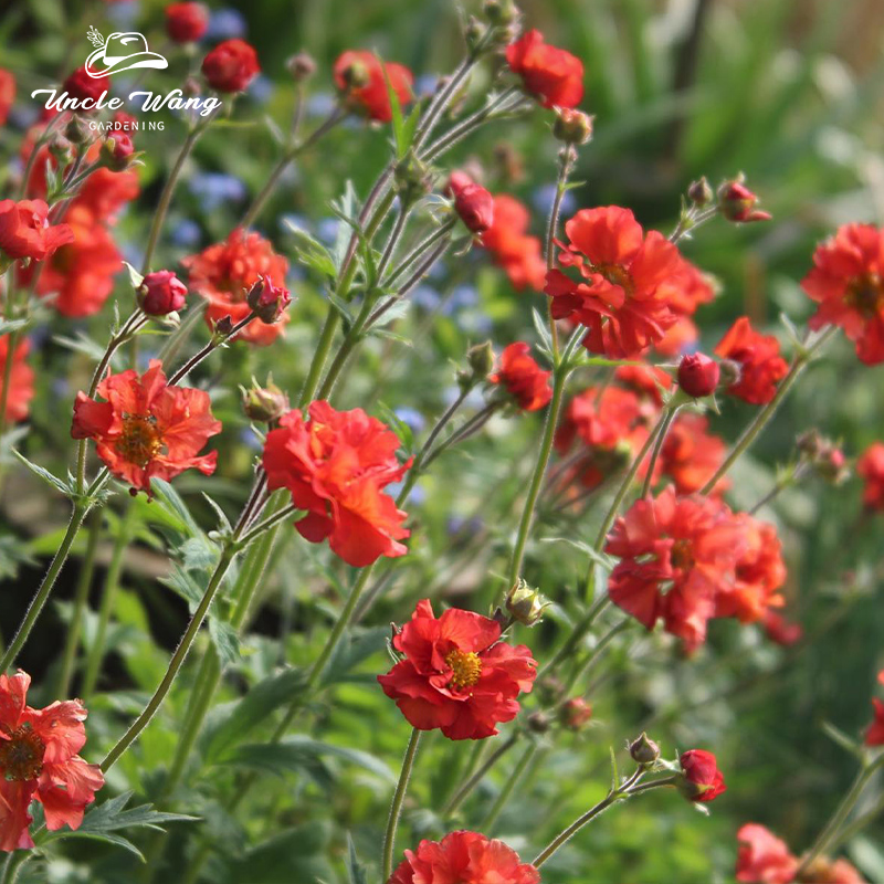 种花王大爷 水杨梅盆栽苗多年生宿根植物阳台庭院春季