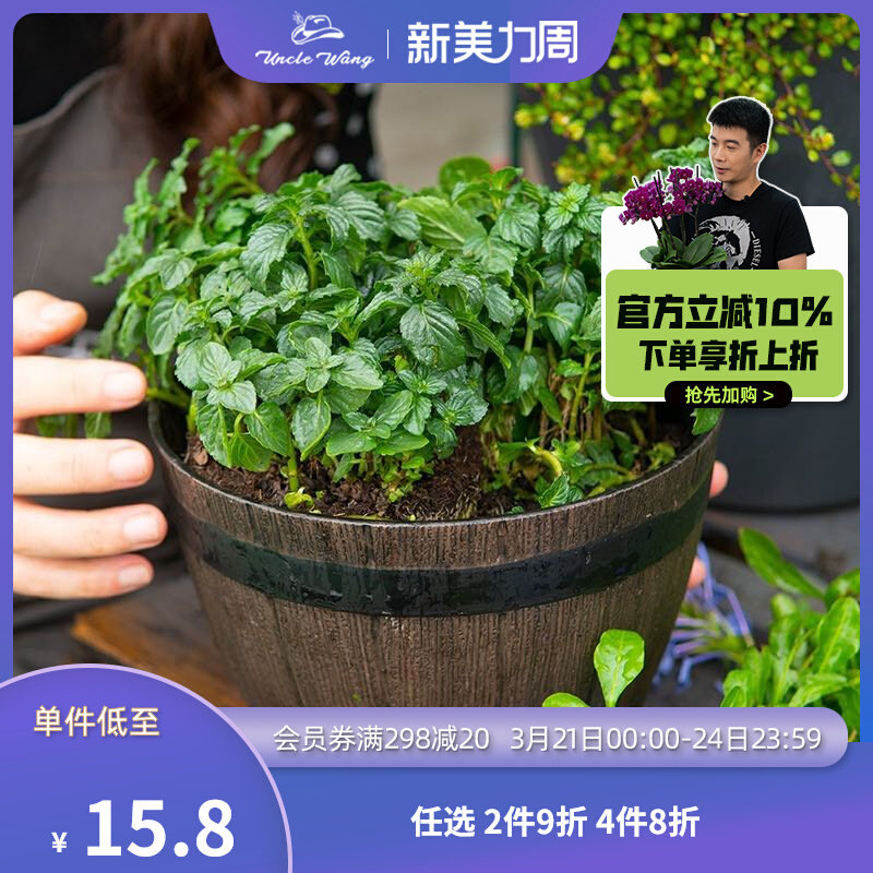 速发种花洋大爷油草植物盆栽草莓浆果奶香薄荷王甘菊柠檬百里香迷