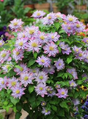 种花王大爷铁线莲p9盆栽爬藤植物花苗阳台庭院花卉乌托邦银币