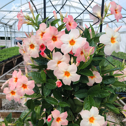 种花王大爷飘香藤桃色日出长花期