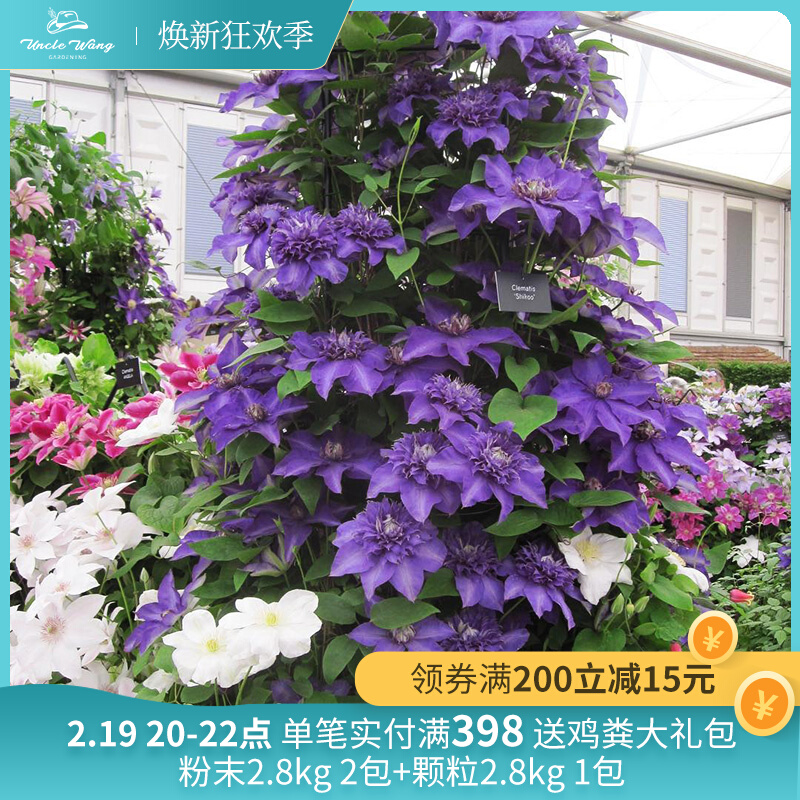 种花王大爷 铁线莲紫光盆栽花卉爬藤花苗花园阳台庭院植物爆花