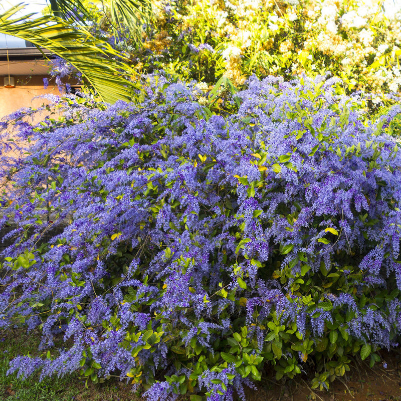 种花王大爷蓝花藤盆栽庭院花园耐热花卉藤本植物丰花