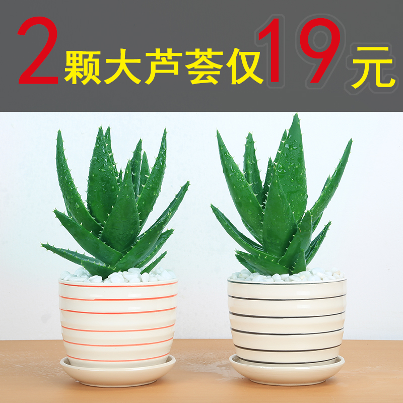 蘆薈盆栽陽臺辦公室臥室內凈化空氣防輻射植物花卉四季常青包郵