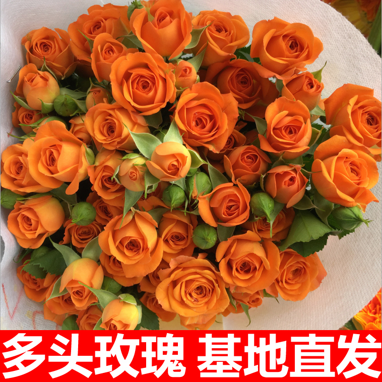 多头玫瑰花泡泡云南鲜花花束基地直发速递同城生日橙色芭比妇女节