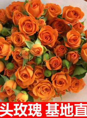 多头玫瑰花泡泡云南鲜花花束基地直发速递同城生日橙色芭比妇女节