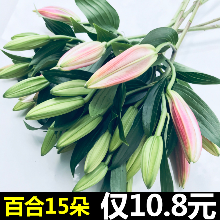 ÔÆÄÏÏÊ»¨»ùµØÖ±·¢À¥Ã÷Ë®Ñø»¨ÊøÖ±ÅúËÙµÝͬ³ÇÏãË®°ÙºÏ»¨½Ìʦ½ÚÀñÎï