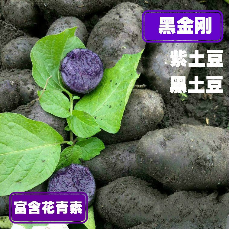 新鲜黑土豆紫土豆新鲜马铃薯洋芋现挖当季新鲜蔬菜整箱5斤包邮|ruв категории водной мясо/свежие фрукты и овощи/еда, свежие овощи/овощной продукции, свежие овощи, картофель - от Buy2taobao.com для оказания профессиональной услуги покупки агента Taobao
