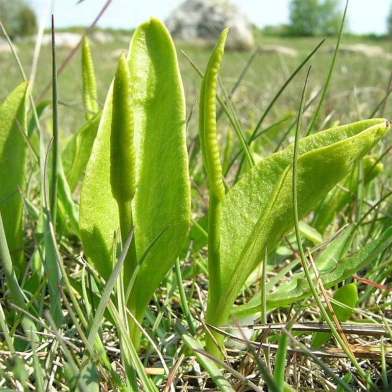 新鲜蔬菜一支箭瓶尔小草青藤蛇咬子尖头瓶尔小草带箱250g