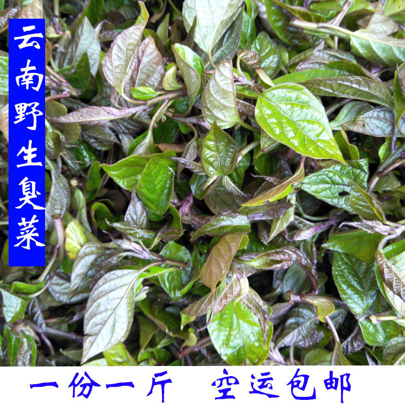 云南臭菜斑鸠菜 羽叶金合欢蔬菜当应季新鲜蔬菜整箱2斤空运包邮