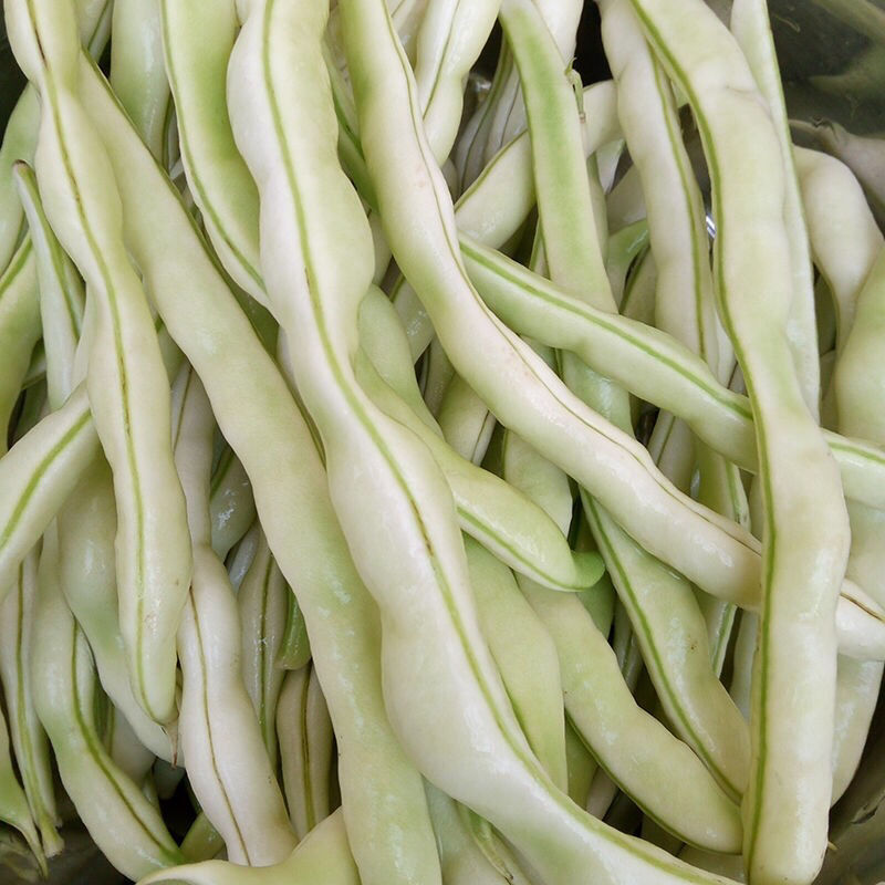 新鲜现摘芸豆米豆角农家蔬菜四季豆白豆角老来少九粒芸豆米豆山东