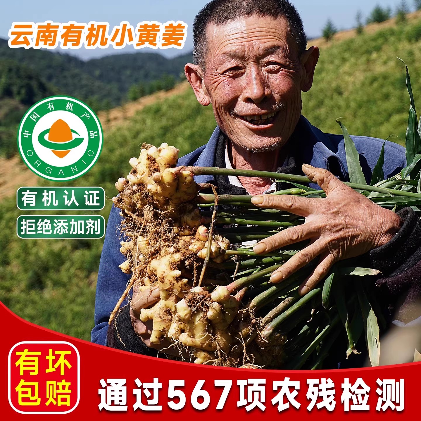 正宗云南有机小黄姜生姜现挖