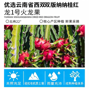 果树园红心火龙果干新鲜整片原切独立包装健康即食泡水零食188g