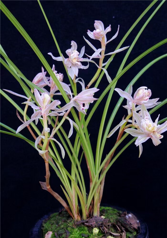 当年开花名品花卉兰花 莲瓣兰金沙树菊 浓香阳台客厅庭院绿植