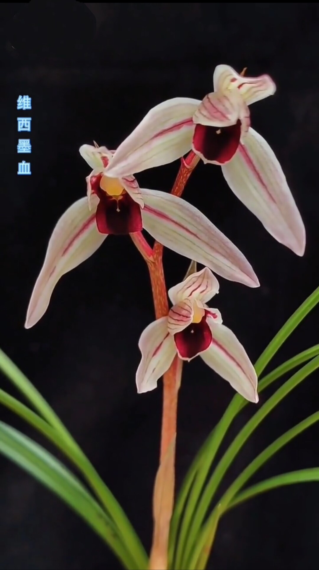 当年 开花名品兰花苗 莲瓣兰墨血 浓香阳台客厅庭院花卉绿植