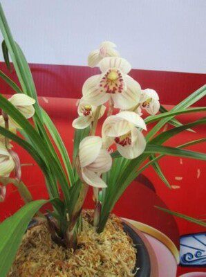 当年开花兰花苗 莲瓣兰  喜洋洋  阳台花卉兰花盆栽自然种植