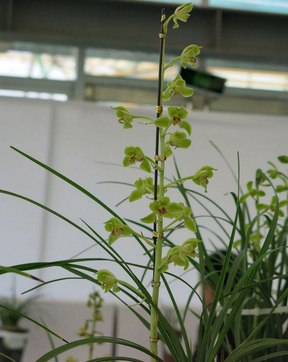 室内老种兰花苗浓香蕙兰 老蜂巧 阳台花卉兰花盆栽 自然种植