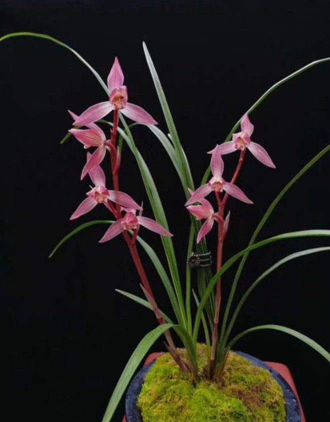 包邮自然老种兰花苗 莲瓣兰 女儿红 浓香绿植花卉园艺盆景