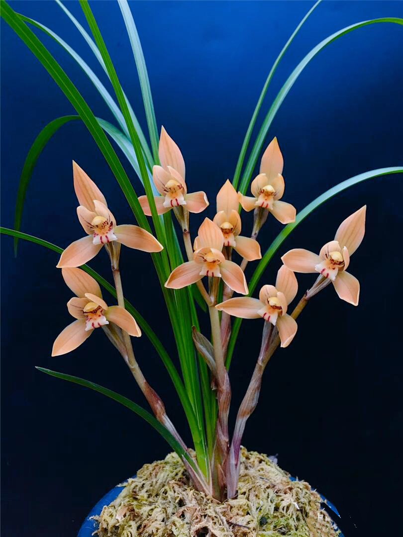 当年开花名品兰花苗 春兰红双喜 浓香阳台客厅庭院花卉绿植