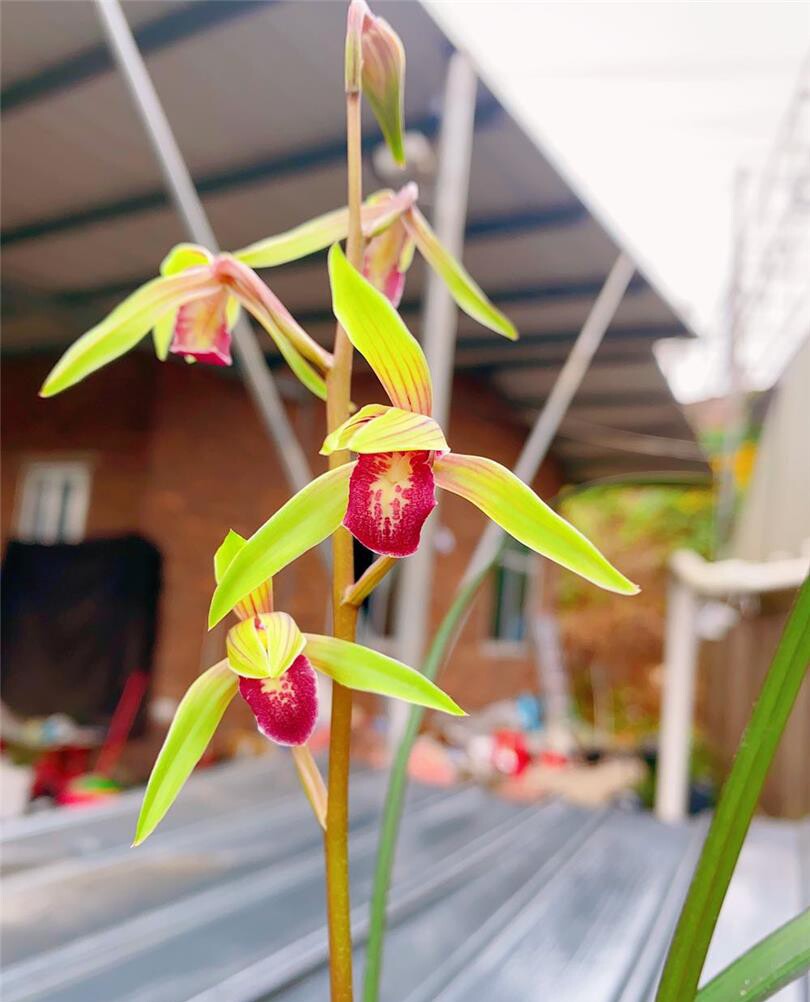 当年开花名品兰花苗 寒兰红颜  浓香阳台客厅庭院花卉绿植