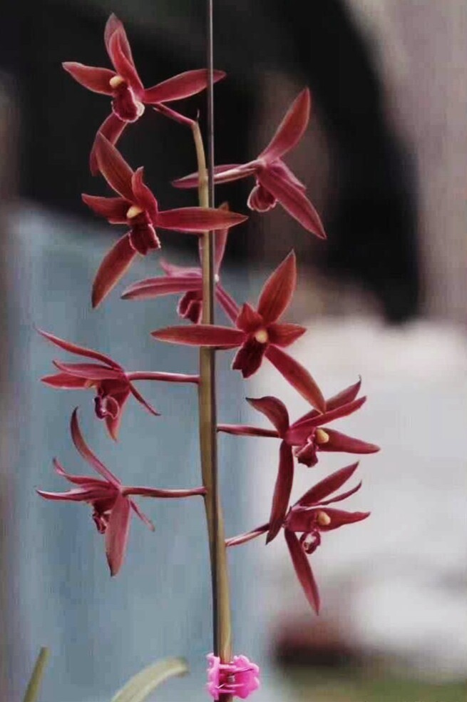 当年开花名品兰花苗 蕙兰紫气东来 浓香阳台客厅庭院花卉绿植