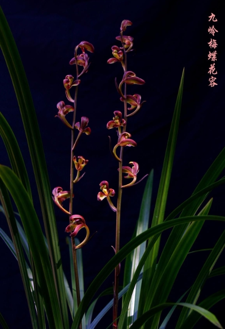 包邮云南室内兰花苗寒兰九岭梅蝶 阳台花卉客厅兰花盆栽 自然养殖