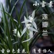 绿植 莲瓣兰小雪素素冠荷鼎 如意素荷 带花苞云南浓香兰花苗盆栽