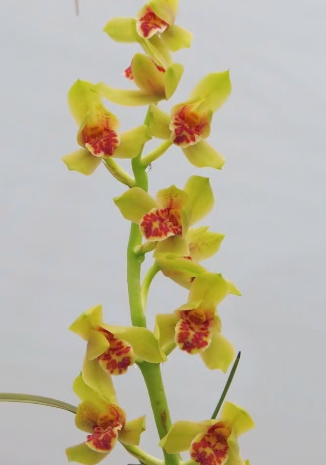 当年开花名品兰花苗盆栽蕙兰玉芙蓉浓香阳台庭院客厅花卉绿植