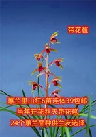 包邮带花苞兰花苗盆栽 蕙兰里山红 金祥云 浓香绿植花卉兰花草苗