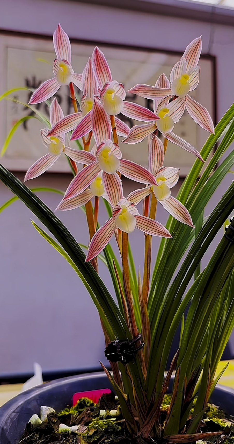 当年开花名品兰花苗盆栽 莲瓣兰人面桃花 阳台庭院浓香花卉绿