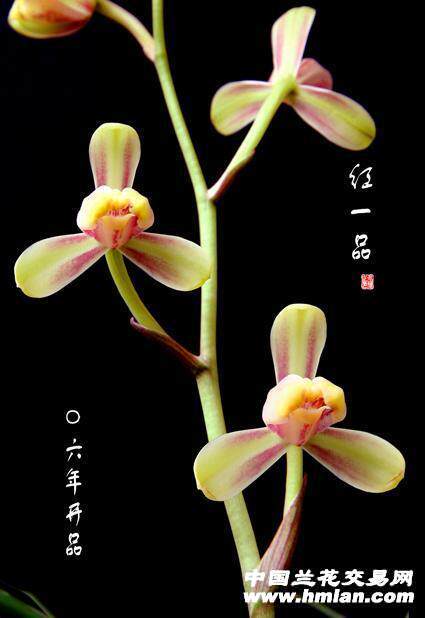 包邮兰花苗  建兰 梅瓣 红一品 阳台盆栽绿植植物