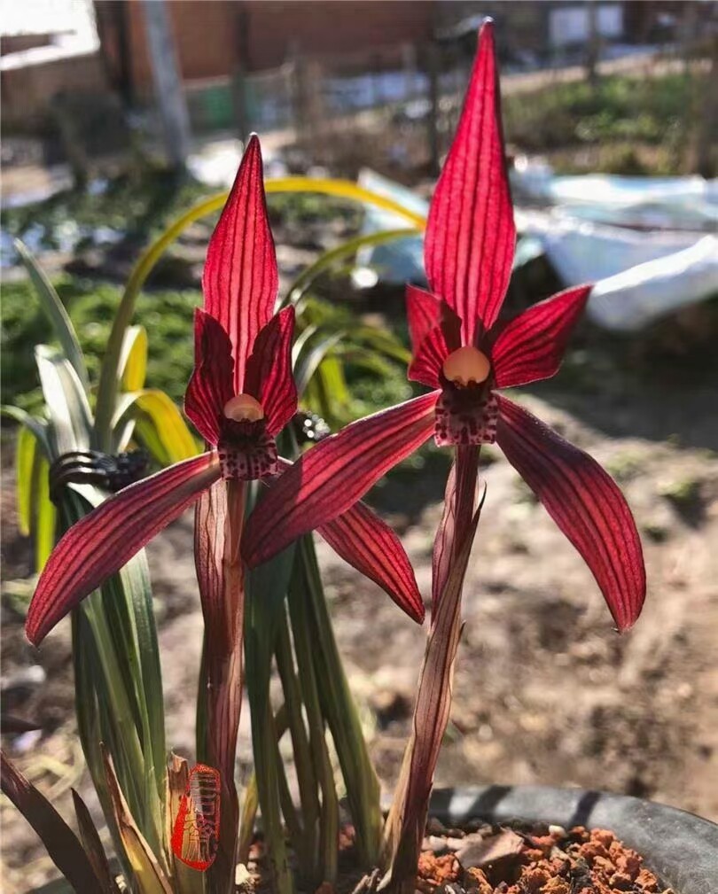当年开花名品兰花苗 春兰板桥遗墨 浓香阳台客厅绿植花卉盆景