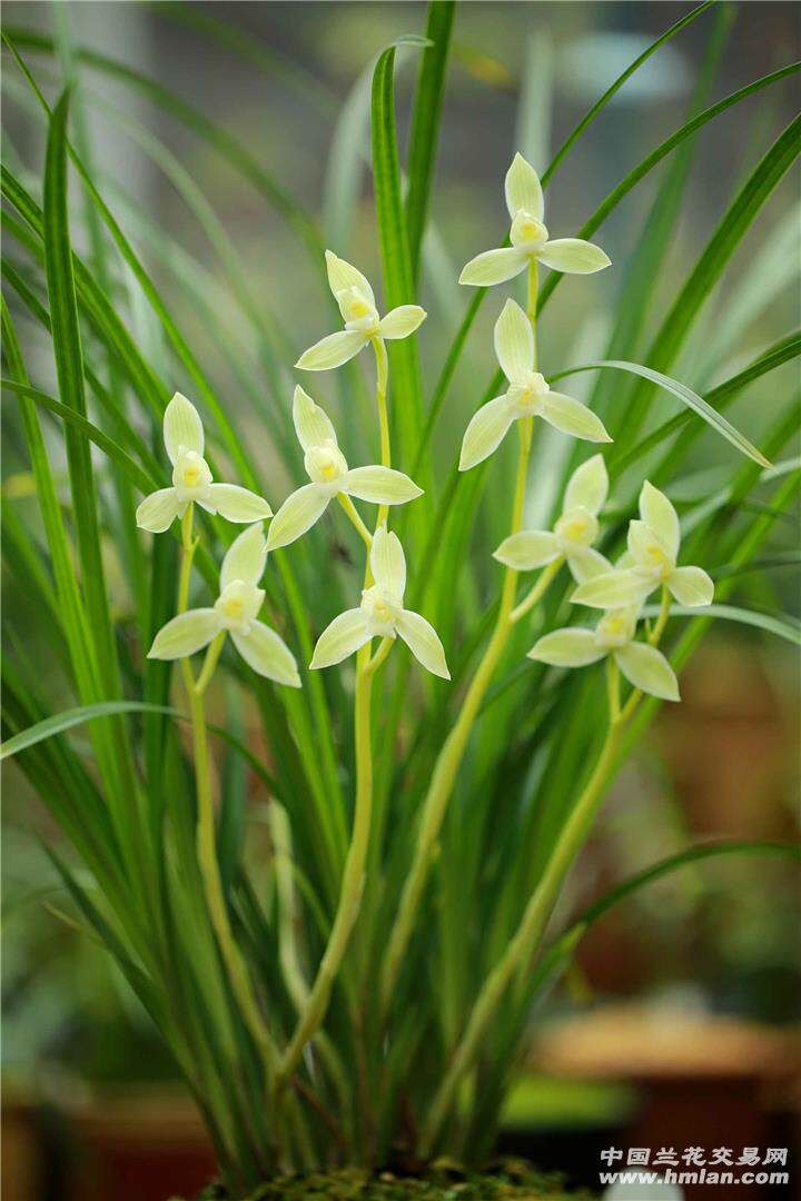 包邮云南老种兰花苗 莲瓣兰 碧龙玉素  浓香室内绿植花卉盆栽