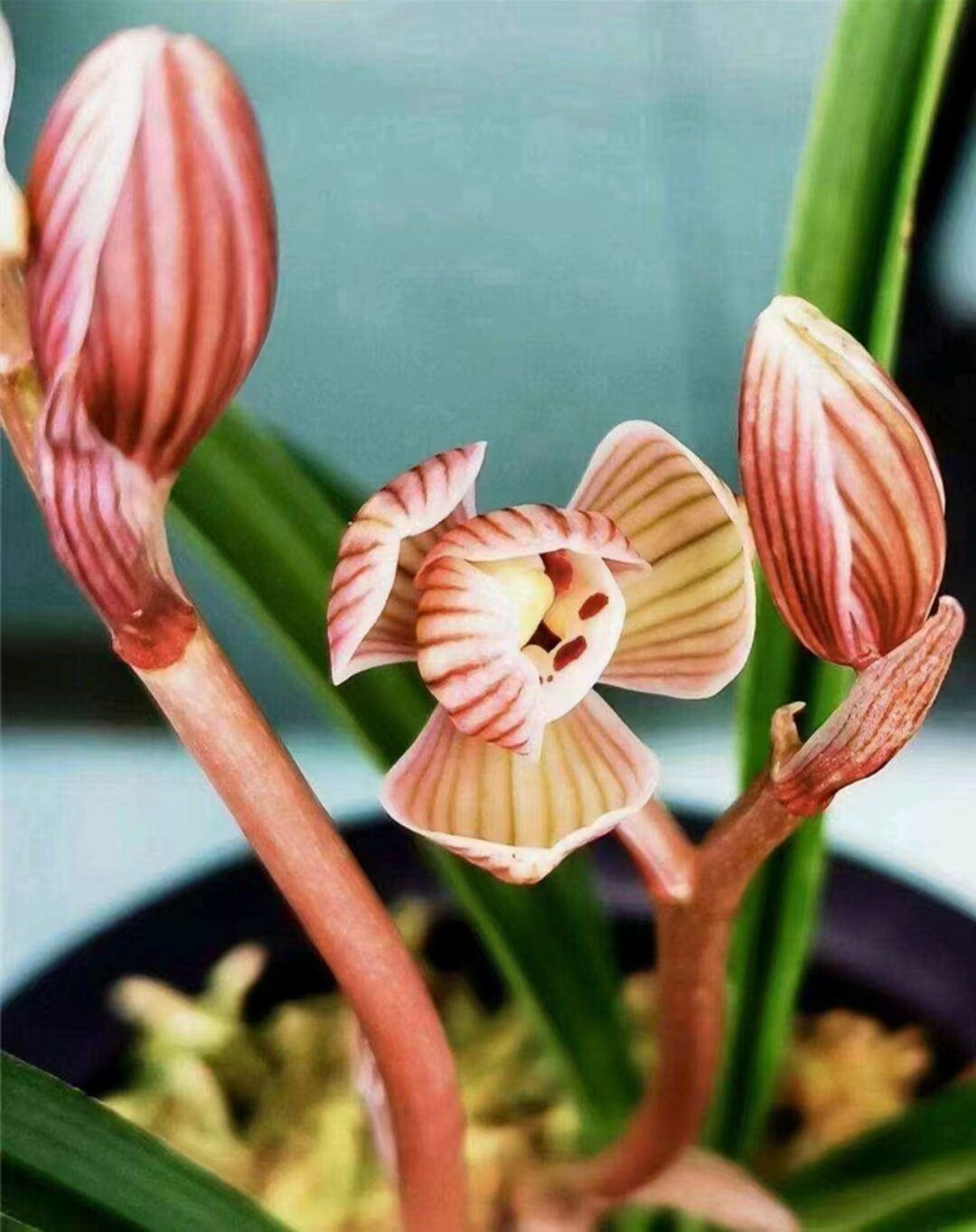 当年开花名品兰花苗兰花 莲瓣兰镇荷 浓香阳台客厅庭院绿植