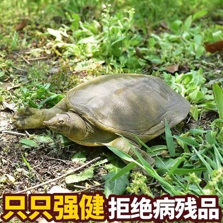 外塘放养散养小甲鱼苗活体鲜活王八中华鳖苗乌龟宠物放养套养水鱼