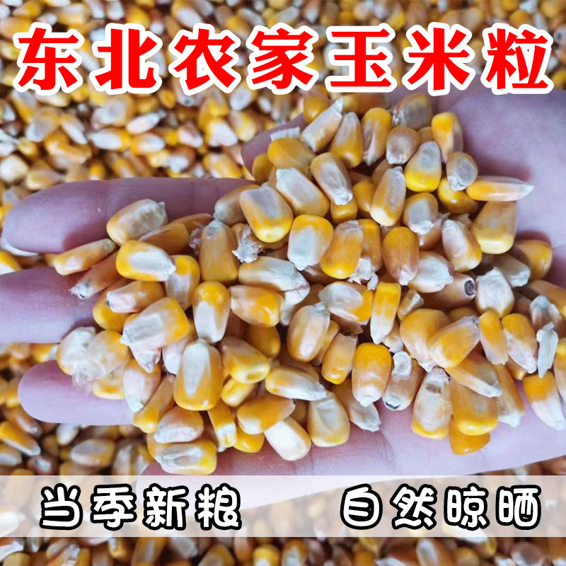 东北农家大玉米粒饲料原料20斤棒子粒干玉米粒钓鱼打窝喂鸽子饲料