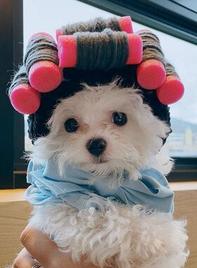 现货INS热款韩国卷发烫发理发变装头套狗狗帽子宠物猫咪小型犬