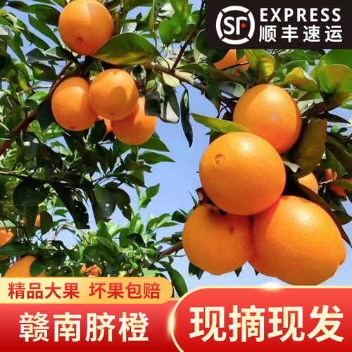 10斤江西赣南脐橙大果