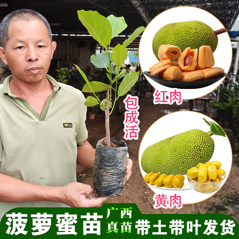 菠萝蜜树树苗海南马来西亚1号黄肉泰国8号12号红肉干苞木菠萝嫁接