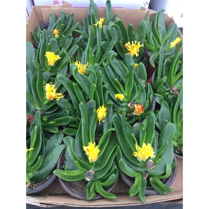 多肉植物佛手托金千佛手花金佛手宝绿花舌叶花室内盆栽佛手掌