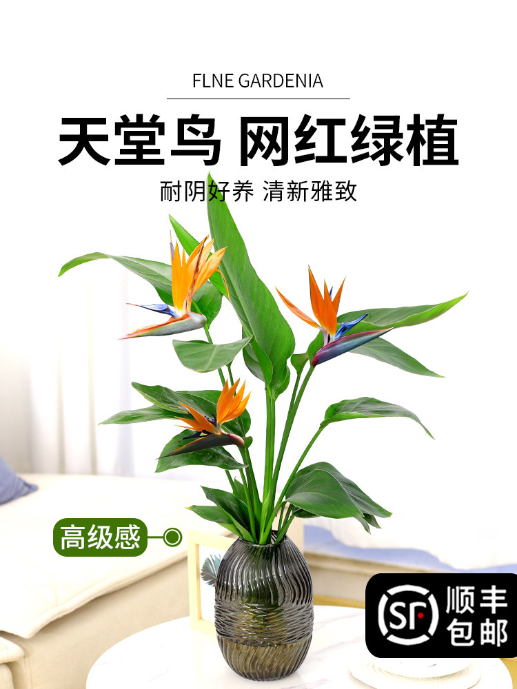 天堂鸟水培植物鹤望兰盆栽水养室内客厅花卉四季好养绿植办公桌室