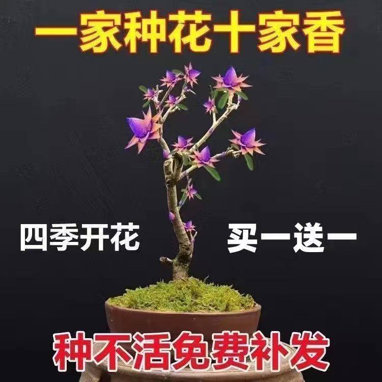 买一送一檀香树苗平安聚财花卉盆栽南北方种植耐寒驱蚊檀香木盆栽