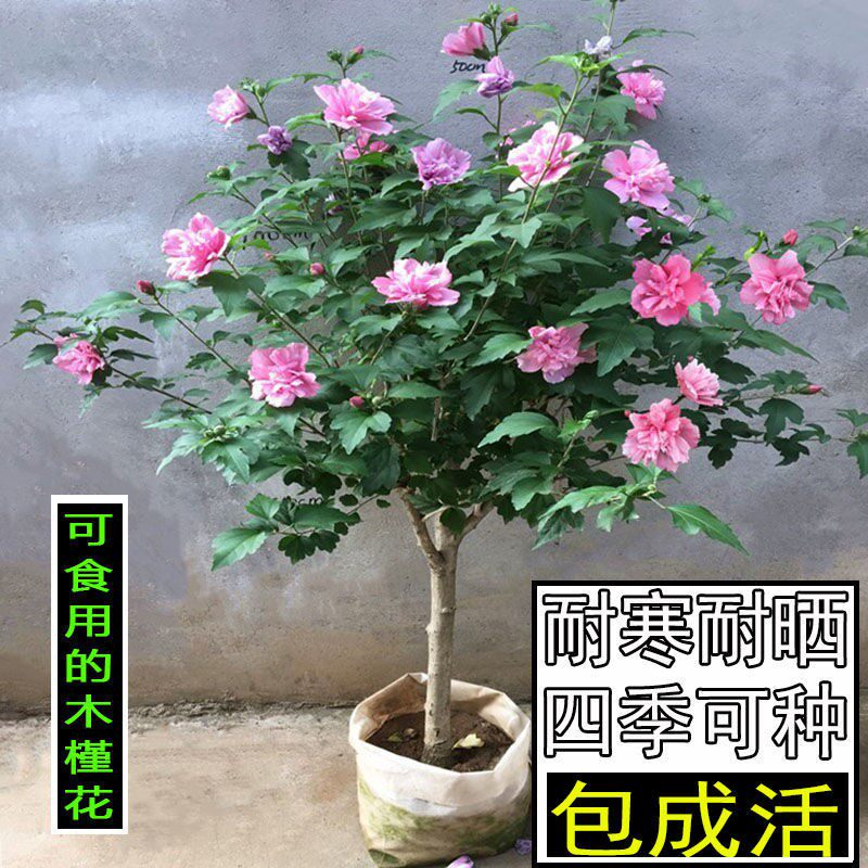 棒棒糖木槿花盆栽重瓣花卉庭院植物耐寒好养绿植阳台观花草可食用