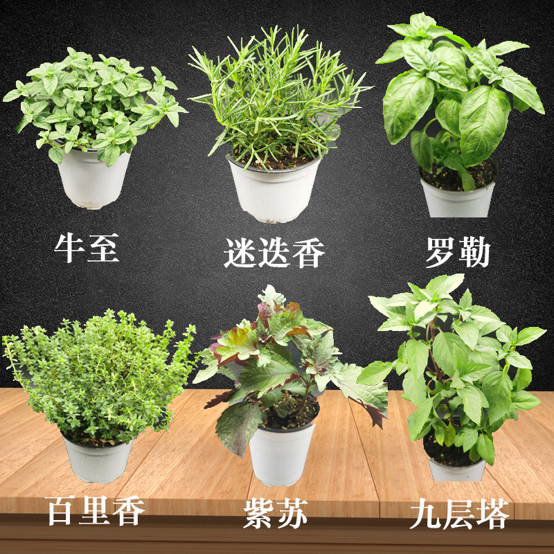 迷迭香 多品种可选 直立 阔叶 匍匐 香草盆栽提神驱蚊 西餐 牛排
