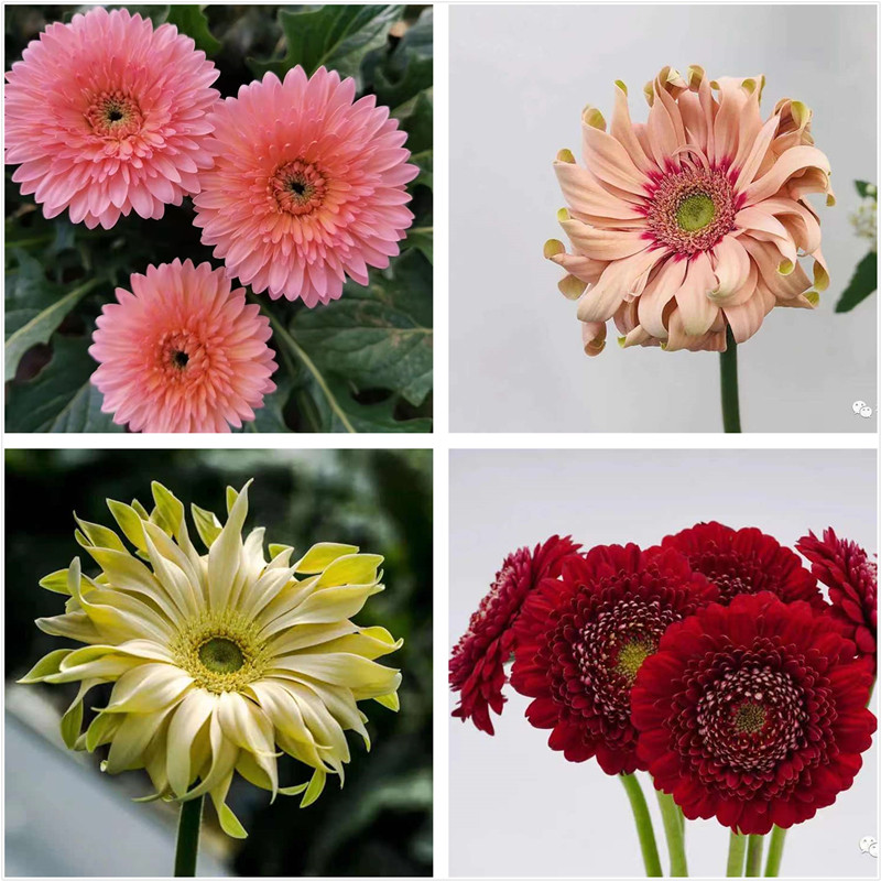 新品切花非洲菊苗 高杆扶郎花苗 阳台四季开花植物非常容易养护