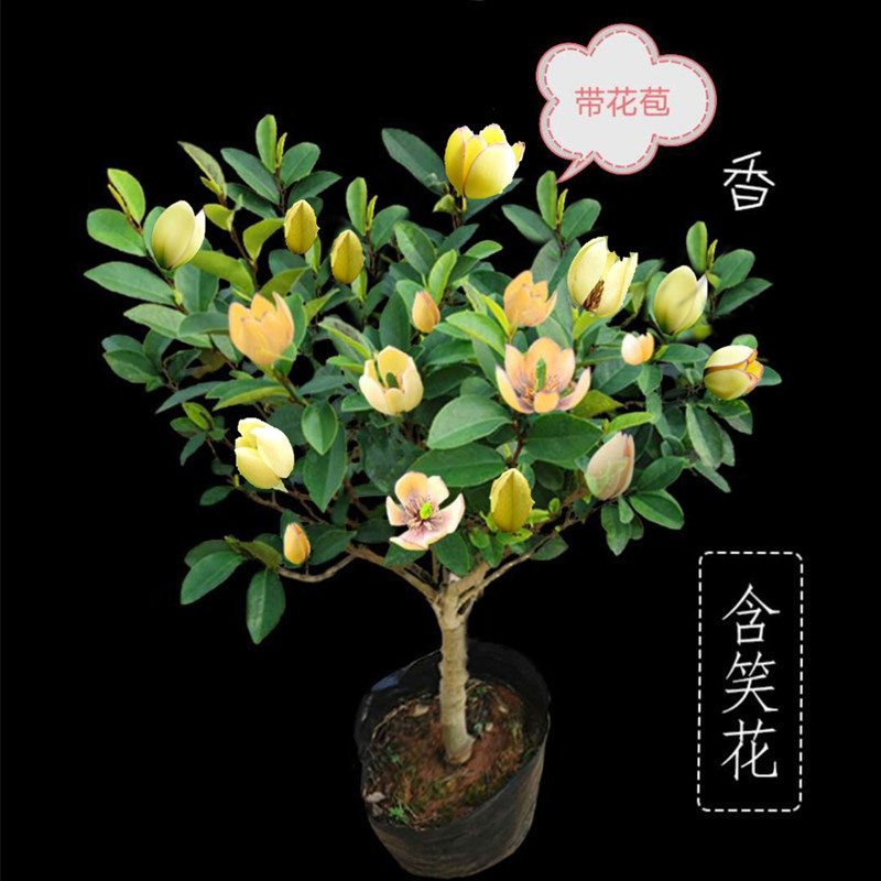 含笑花盆栽树苗庭院阳台四季浓香型带花苞室内花卉观花植物春季花