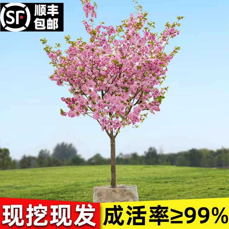 樱花树苖盆栽地栽重瓣阳台庭院花园耐寒植物花卉高杆晚樱四季开花